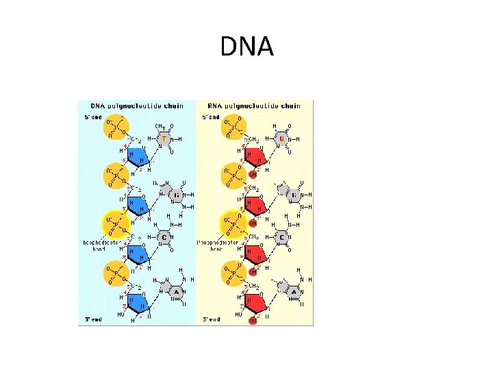 DNA 