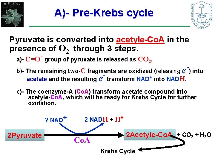 A)- Pre-Krebs cycle Pyruvate is converted into acetyle-Co. A in the presence of O