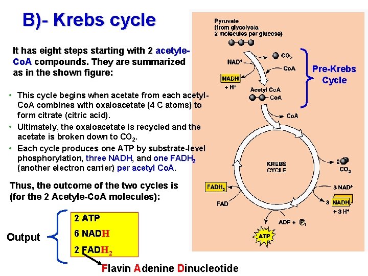 B)- Krebs cycle It has eight steps starting with 2 acetyle. Co. A compounds.