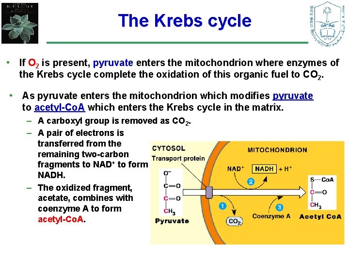 The Krebs cycle • If O 2 is present, pyruvate enters the mitochondrion where
