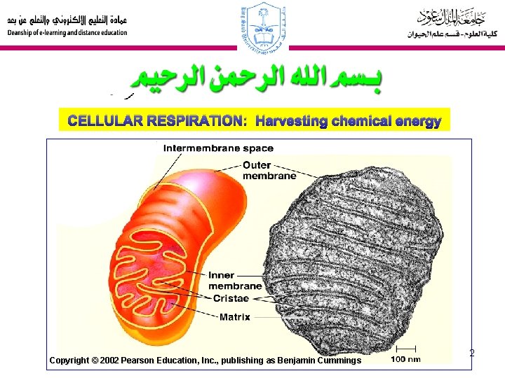 CELLULAR RESPIRATION: Harvesting chemical energy Copyright © 2002 Pearson Education, Inc. , publishing as