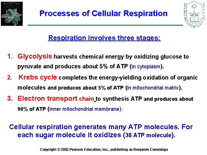 Processes of Cellular Respiration involves three stages: 1. Glycolysis harvests chemical energy by oxidizing