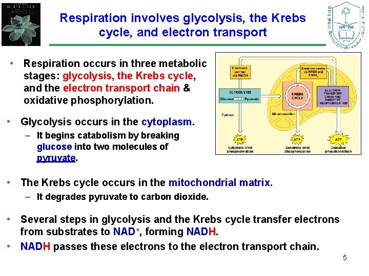 Respiration involves glycolysis, the Krebs cycle, and electron transport • Respiration occurs in three