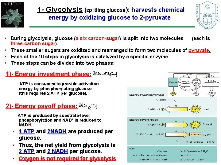 1 - Glycolysis (splitting glucose): harvests chemical energy by oxidizing glucose to 2 -pyruvate