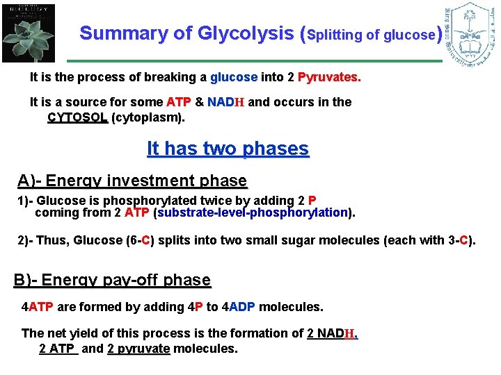 Summary of Glycolysis (Splitting of glucose) It is the process of breaking a glucose