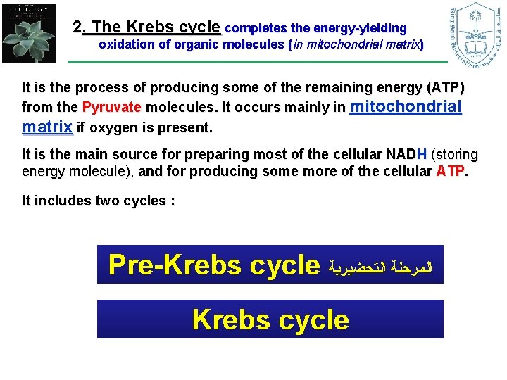 2. The Krebs cycle completes the energy-yielding oxidation of organic molecules (in mitochondrial matrix)