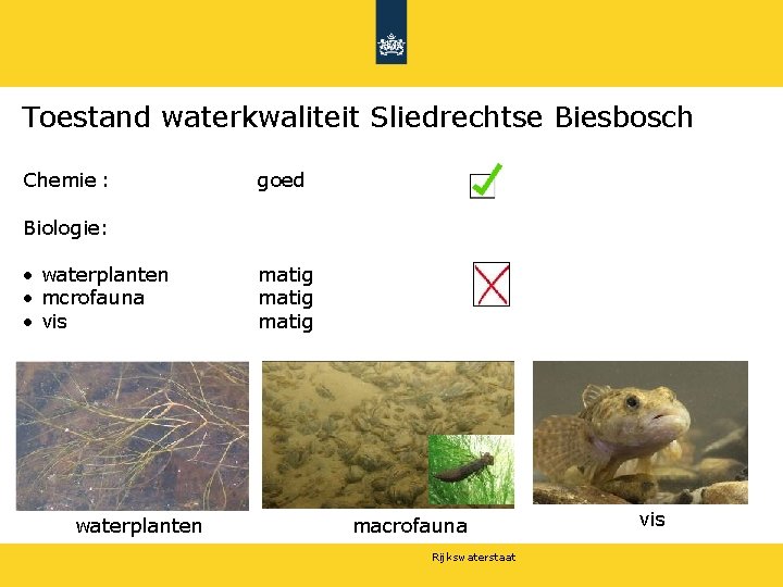 Toestand waterkwaliteit Sliedrechtse Biesbosch Chemie : goed Biologie: • waterplanten • mcrofauna • vis