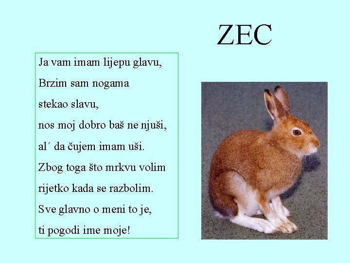 ZEC Ja vam imam lijepu glavu, Brzim sam nogama stekao slavu, nos moj dobro ZEC Ja vam imam lijepu glavu, Brzim sam nogama stekao slavu, nos moj dobro