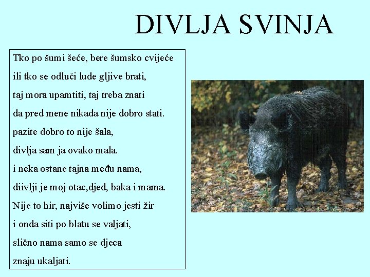 DIVLJA SVINJA Tko po šumi šeće, bere šumsko cvijeće ili tko se odluči lude DIVLJA SVINJA Tko po šumi šeće, bere šumsko cvijeće ili tko se odluči lude