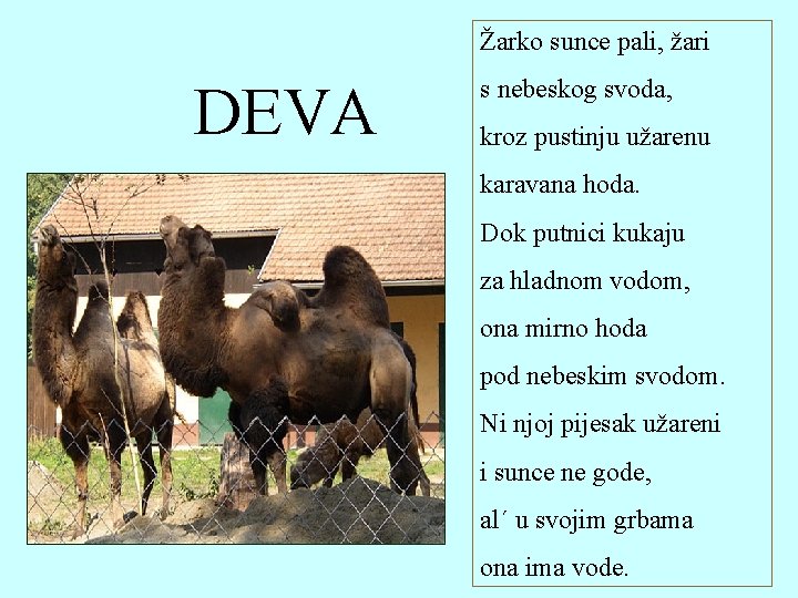 Žarko sunce pali, žari DEVA s nebeskog svoda, kroz pustinju užarenu karavana hoda. Dok