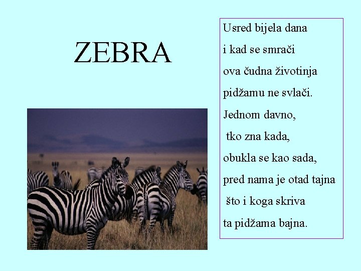 Usred bijela dana ZEBRA i kad se smrači ova čudna životinja pidžamu ne svlači.