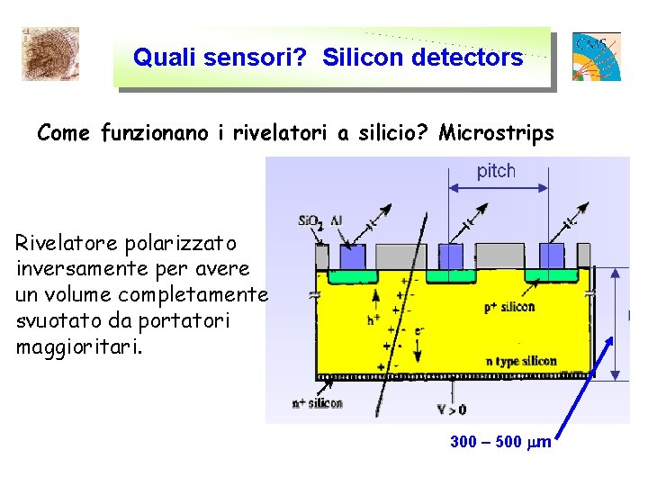 Quali sensori? Silicon detectors Come funzionano i rivelatori a silicio? Microstrips Rivelatore polarizzato inversamente