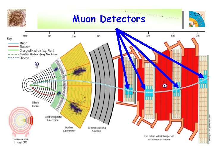 Muon Detectors 