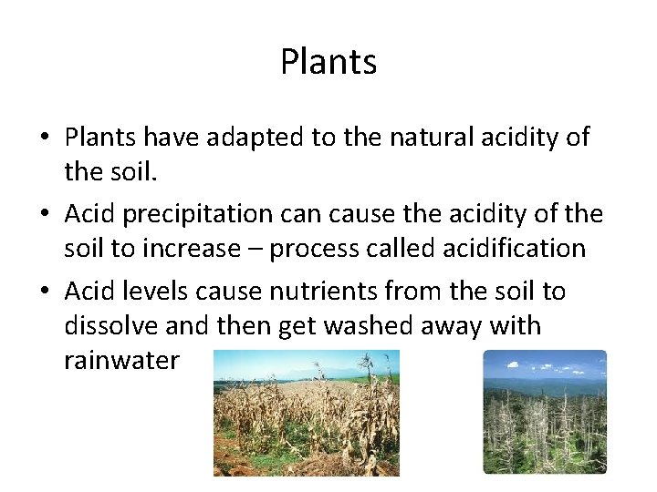 Plants • Plants have adapted to the natural acidity of the soil. • Acid