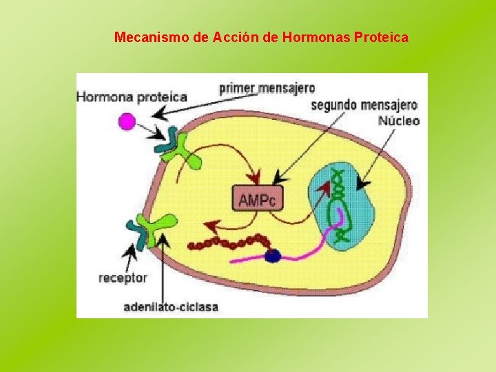 Mecanismo de Acción de Hormonas Proteica 