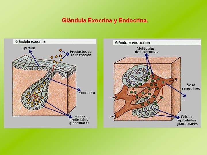 Glándula Exocrina y Endocrina. 