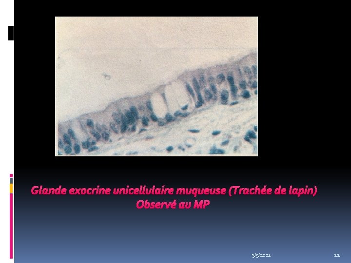  Glande exocrine unicellulaire muqueuse (Trachée de lapin) Observé au MP 3/5/2021 11 