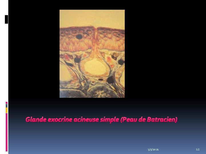 Glande exocrine acineuse simple (Peau de Batracien) 3/5/2021 12 