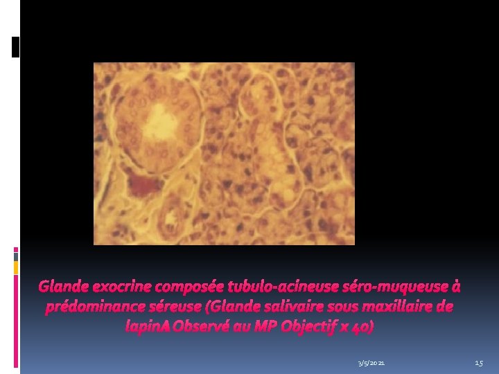 Glande exocrine composée tubulo-acineuse séro-muqueuse à prédominance séreuse (Glande salivaire sous maxillaire de lapin