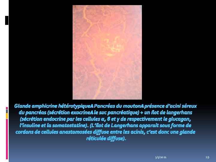 Glande amphicrine hétérotypique : Pancréas du mouton : présence d’acini séreux du pancréas (sécrétion