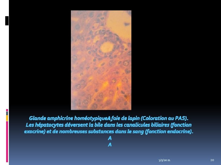Glande amphicrine homéotypique : foie de lapin (Coloration au PAS). Les hépatocytes déversent la