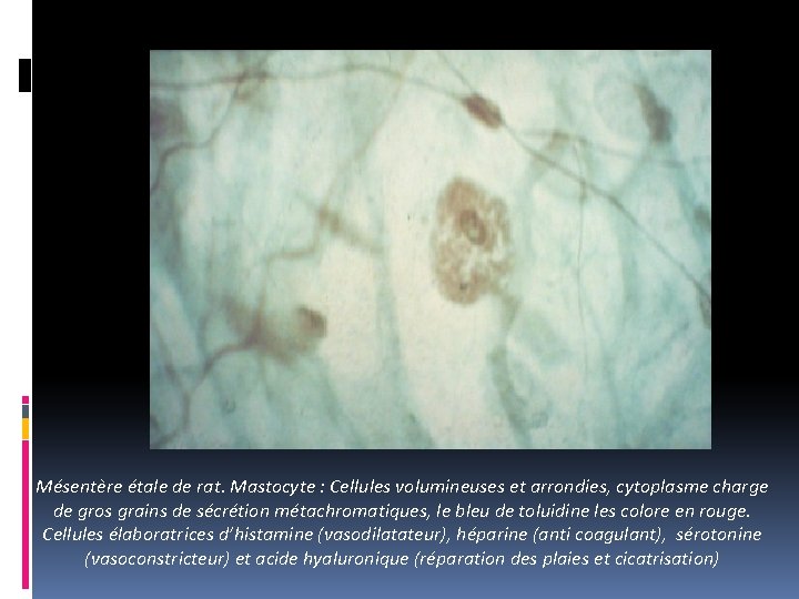 Mésentère étale de rat. Mastocyte : Cellules volumineuses et arrondies, cytoplasme charge de gros