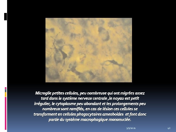 Microglie petites cellules, peu nombreuse qui ont migrées assez tard dans le système nerveux