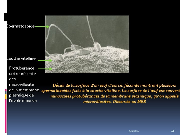 Spermatozoïde Couche vitelline Protubérance qui représente des microvillosité Détail de la surface d’un œuf