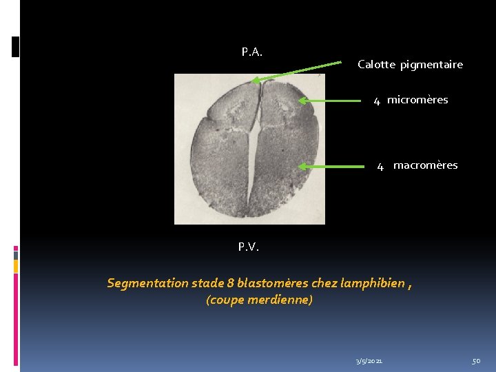 P. A. Calotte pigmentaire 4 micromères 4 macromères P. V. Segmentation stade 8 blastomères