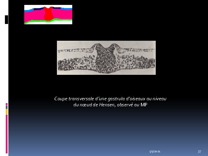 Coupe transversale d’une gastrula d’oiseaux au niveau du nœud de Hensen, observé au MP