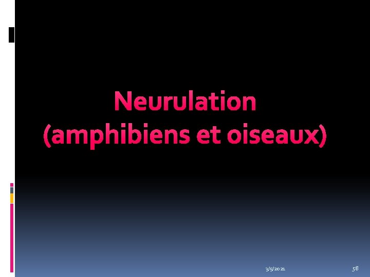 Neurulation (amphibiens et oiseaux) 3/5/2021 58 