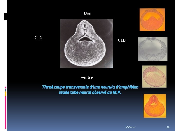 Dos CLG CLD ventre Titre : coupe transversale d’une neurula d’amphibien stade tube neural