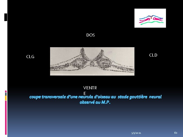 DOS CLD CLG VENTR E coupe transversale d’une neurula d’oiseau au stade gouttière neural