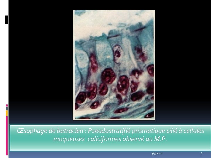 Œsophage de batracien : Pseudostratifié prismatique cilié à cellules muqueuses caliciformes observé au M.