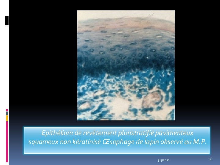 Epithélium de revêtement pluristratifié pavimenteux squameux non kératinisé Œsophage de lapin observé au Epithélium de revêtement pluristratifié pavimenteux squameux non kératinisé Œsophage de lapin observé au