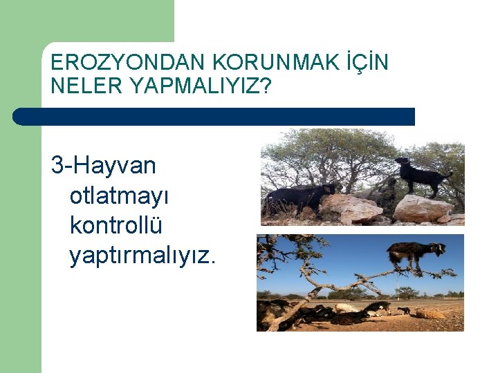 EROZYONDAN KORUNMAK İÇİN NELER YAPMALIYIZ? 3 -Hayvan otlatmayı kontrollü yaptırmalıyız. 