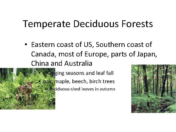 Temperate Deciduous Forests • Eastern coast of US, Southern coast of Canada, most of