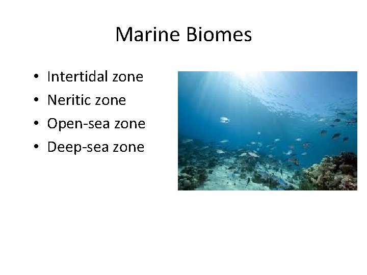 Marine Biomes • • Intertidal zone Neritic zone Open-sea zone Deep-sea zone 