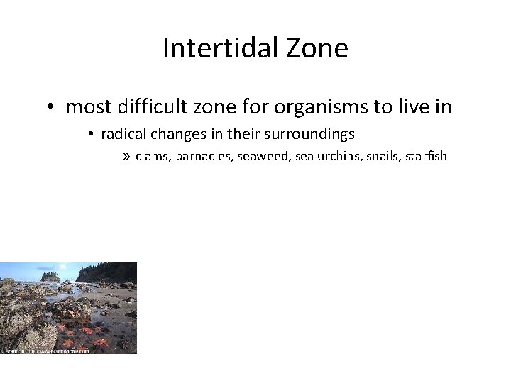 Intertidal Zone • most difficult zone for organisms to live in • radical changes