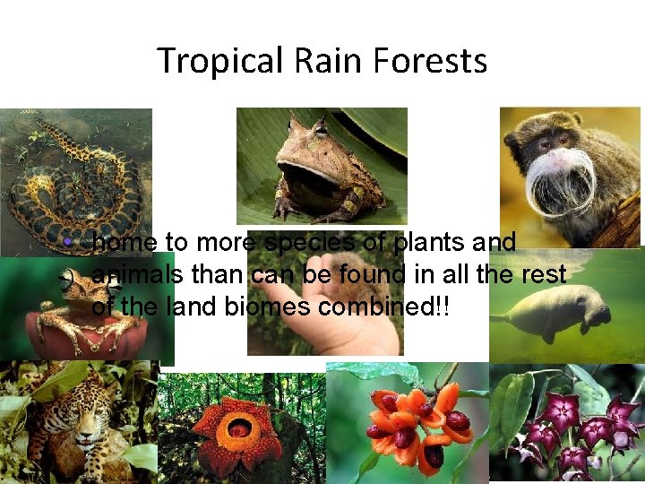 Tropical Rain Forests • home to more species of plants and animals than can