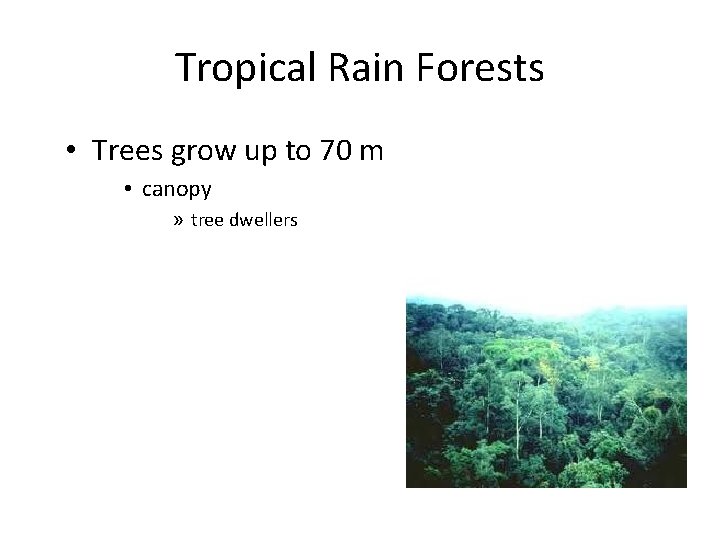 Tropical Rain Forests • Trees grow up to 70 m • canopy » tree