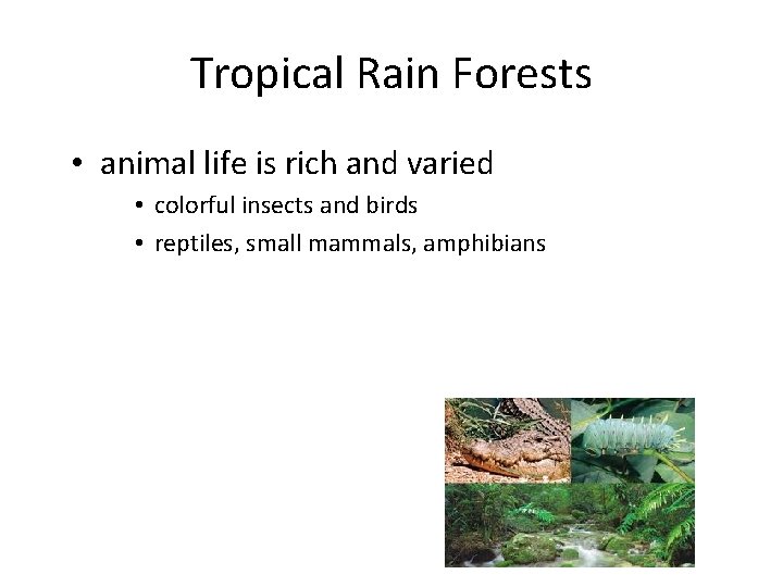 Tropical Rain Forests • animal life is rich and varied • colorful insects and