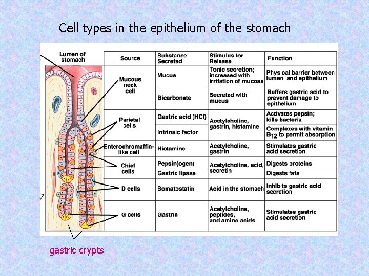 Cell types in the epithelium of the stomach gastric crypts 
