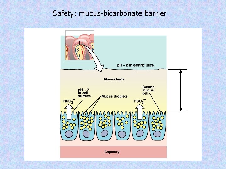 Safety: mucus-bicarbonate barrier 