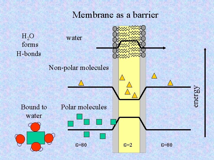 Membrane as a barrier H 2 O forms H-bonds water Bound to water energy