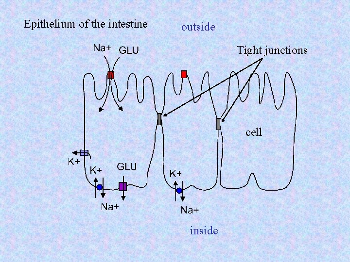 Epithelium of the intestine outside Tight junctions cell inside 