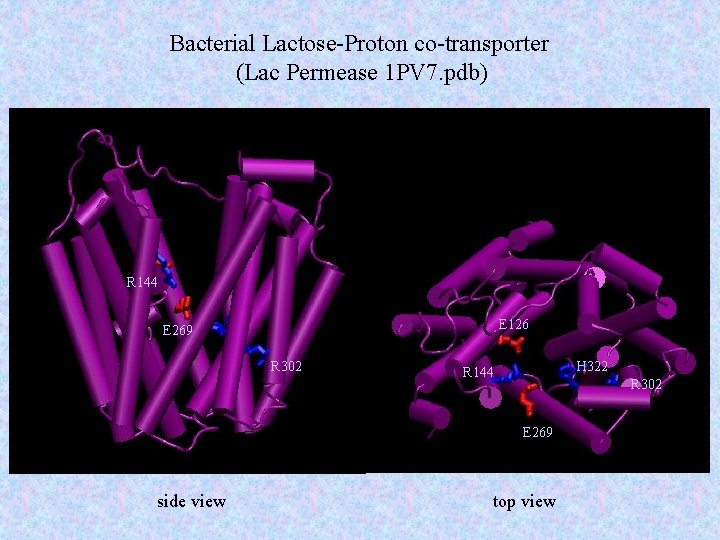 Bacterial Lactose-Proton co-transporter (Lac Permease 1 PV 7. pdb) R 144 E 126 E