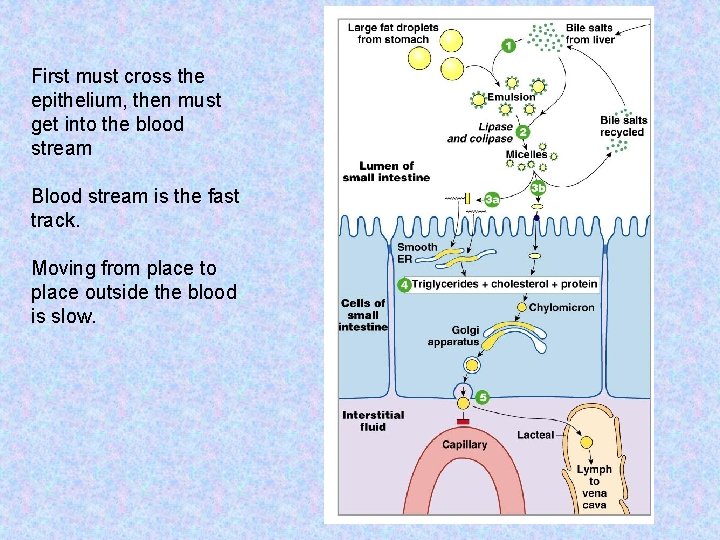 First must cross the epithelium, then must get into the blood stream Blood stream