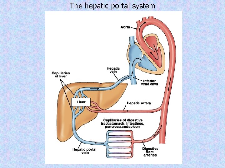 The hepatic portal system 