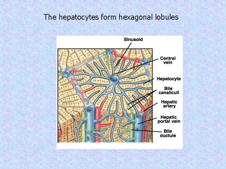 The hepatocytes form hexagonal lobules 